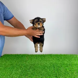 Yorkshire Terrier - Ziggy