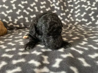 Trpasličí pudl - Dani