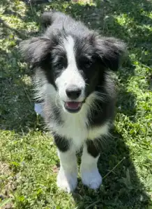 Border Collie - Generico 