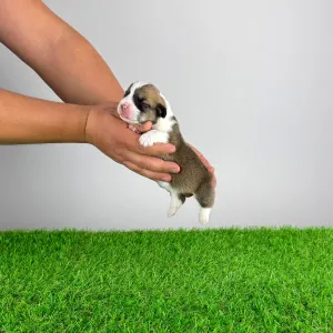 Welsh Corgi Pembroke - Salamon