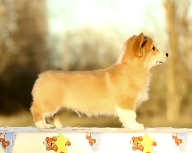 Welsh Corgi Pembroke - Zeus The Mighty From Farm Of Happy Dogs