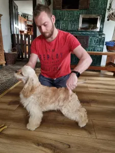 Amerikai cocker spániel - Escort