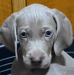 Weimaraner - Best Hunter World Ferdinánd