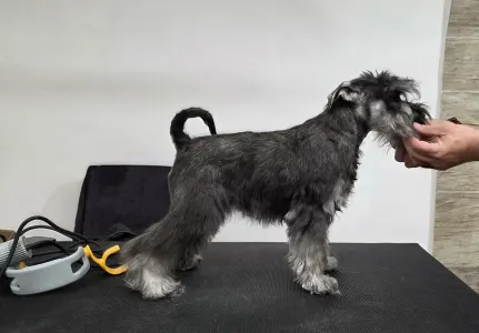 Schnauzer nano - Ragyogó Ezüst Masni Borvo