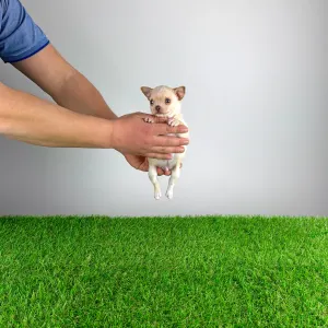 Chihuahua - Wilson