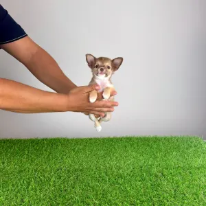 Chihuahua - Kwai