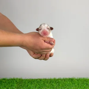 Australian Shepherd - Docki