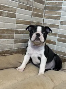 Boston Terrier - Yuma Nero Di Angelo