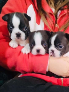 Boston Terrier - Carlos