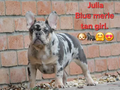 Francia bulldog - Julia