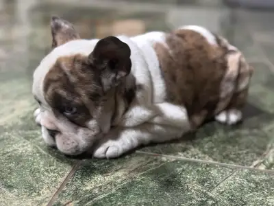 Bulldog francese - Bella