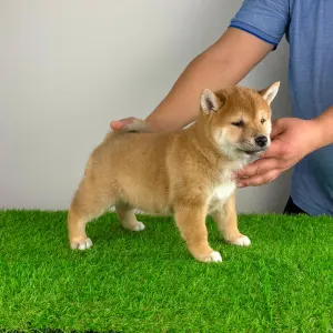 Shiba - Leni