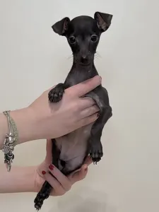 Italienisches Windspiel - Eric Prince 