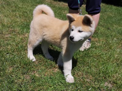 Akita inu - Kenzo Yanagi No Tani