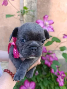 Francia bulldog - Nena