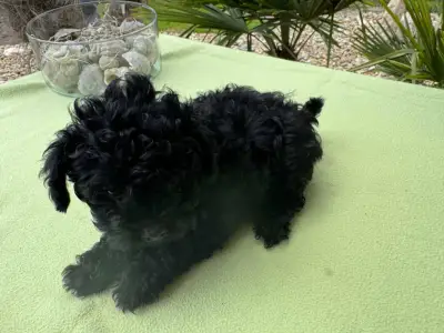 Maltipoo - Super Black