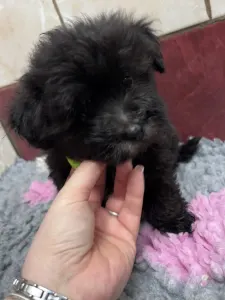 Bolończyk kolorowy - Andrej