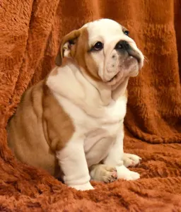 Bulldog - Rengőhegyi-ormán Brúnó