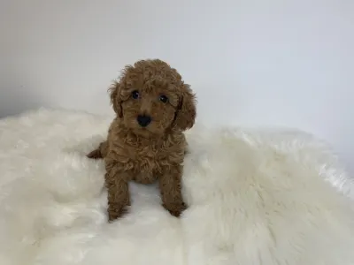 Poodle Miniature - Odett