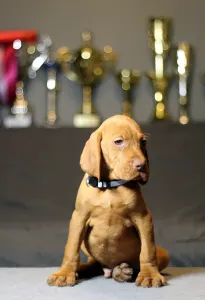 Wyżeł węgierski krótkowłosy - Pörgelóci Lamborghini