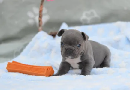 Francuski buldog - Montclair