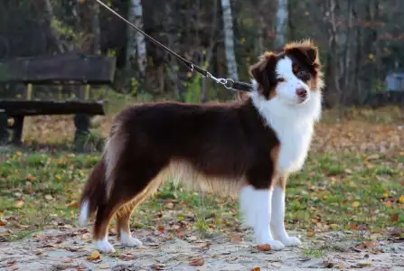Miniature American Shepherd - Enheart Banjino Muse(strelka)