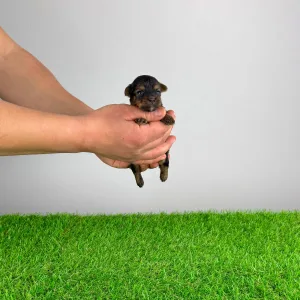 Yorkshire Terrier - Shakira