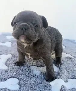French Bulldog - Edward