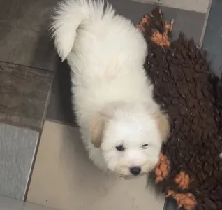 Coton de Tulear - Krémes