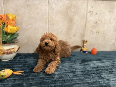 Barbone nano - Goofy