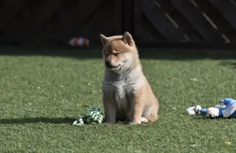 Shiba Inu - Benji