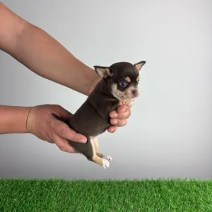 Chihuahua - Zoya