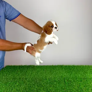 Cavalier King Charles Spaniel - Tissa