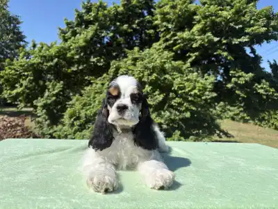 American Cocker Spaniel - Egyptian Lotus