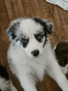 Border Collie - Seychelle