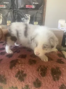 Border Collie - Red Merle Kan