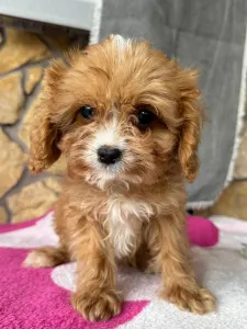 Cavapoo - Mangó