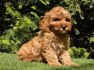 Cavapoo - Mike