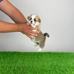 Welsh Corgi Pembroke - Apoll