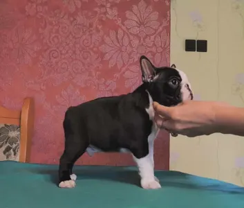 Boston Terrier - Indi