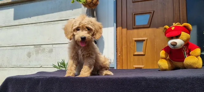 Cavapoo - Miló