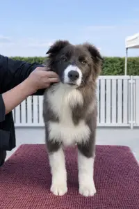 Border Collie - Echo