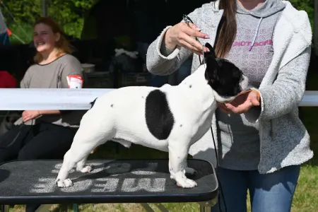 Francia bulldog - Neptuno