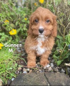 Cavapoo - Gunner