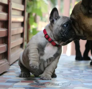 Bouledogue français - Aslan