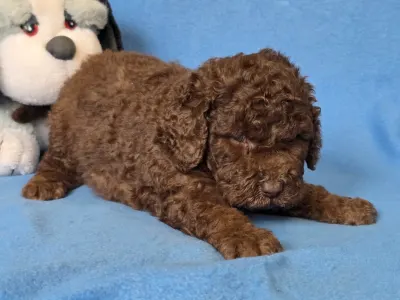 Cavapoo - Milka
