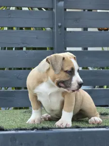 American Bully - Pocket - Bbb.