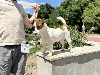 Jack Russell Terrier - Gold Leash Pascal