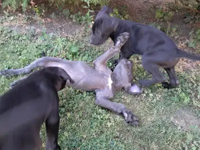 Cane Corso Italiano - Blaze