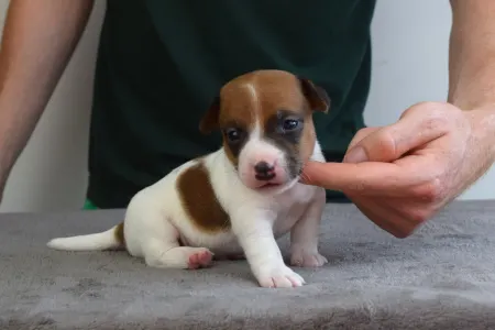 Jack Russell Terrier - Xedo